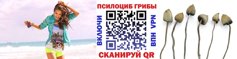 Псилоцибиновые грибы прущие грибы  магазин  наркотиков  гидра как войти  Йошкар-Ола 